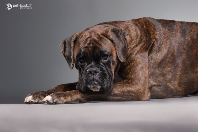 PetBook_Chauvet_099_web