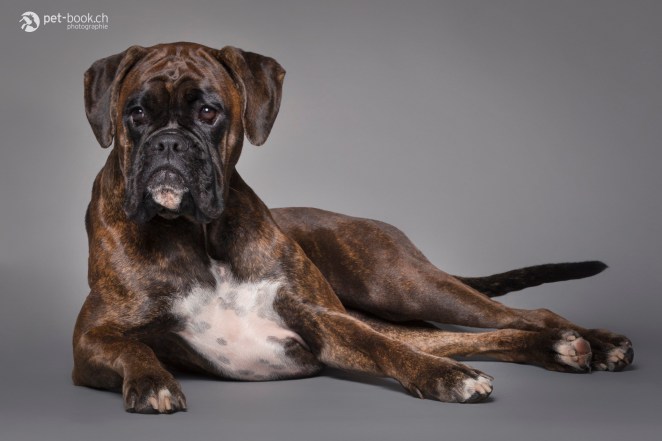 PetBook_Chauvet_022_web