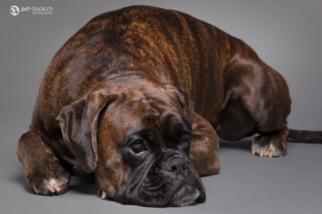 PetBook_Chauvet_034_web