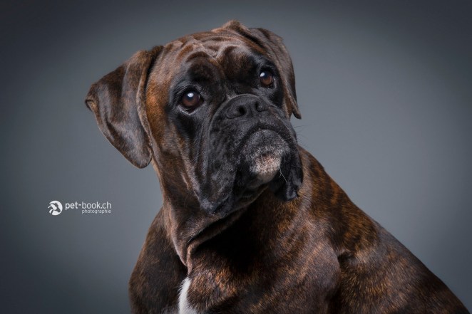 PetBook_Chauvet_076 copy