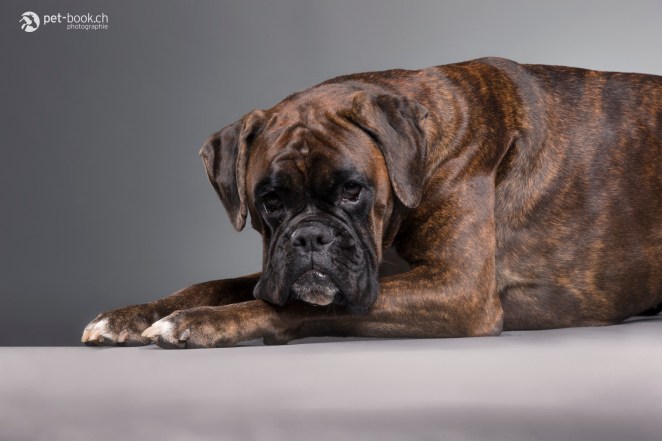 PetBook_Chauvet_099_web