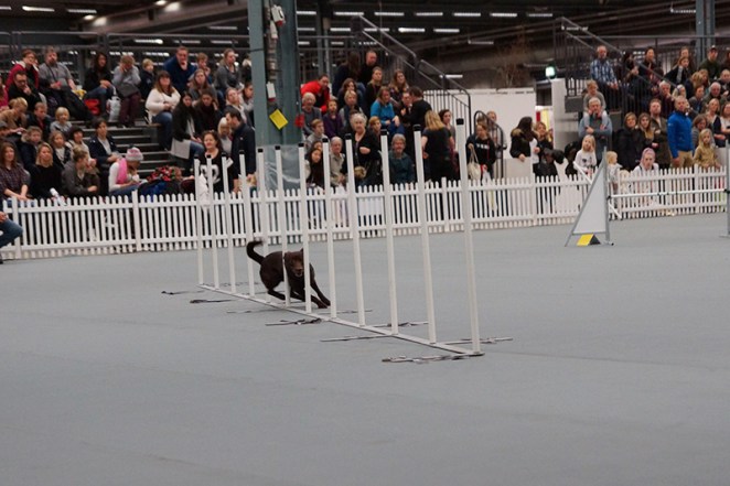 agility-shm2017-maen-03155