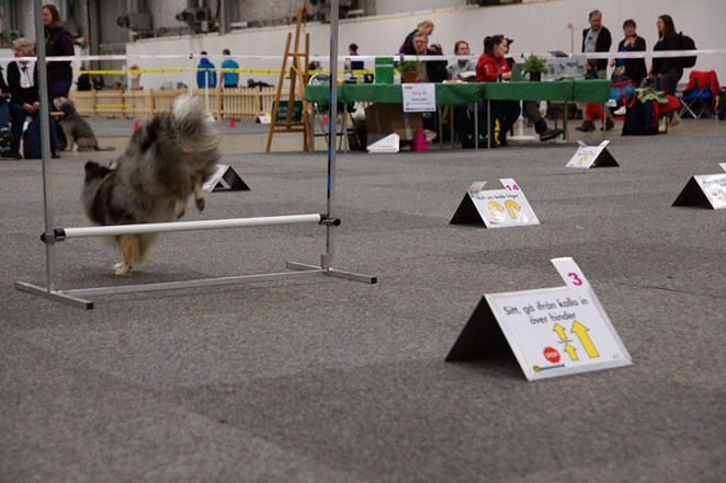 rallylydnad-shm2017-maen-03128