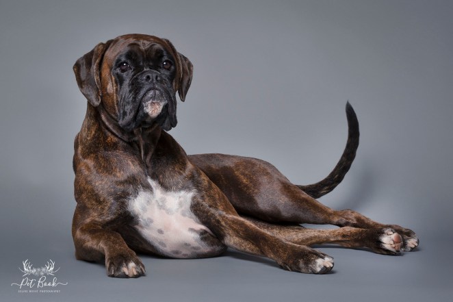 PetBook_Chauvet_025_FB