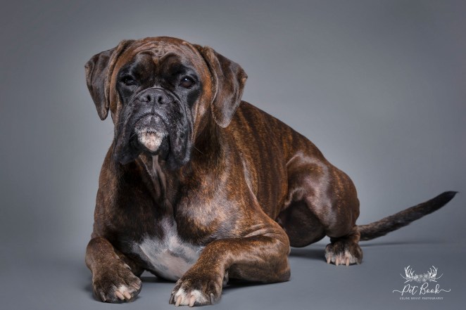 PetBook_Chauvet_035_FB