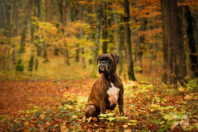 PetBook_Felicia_005 2